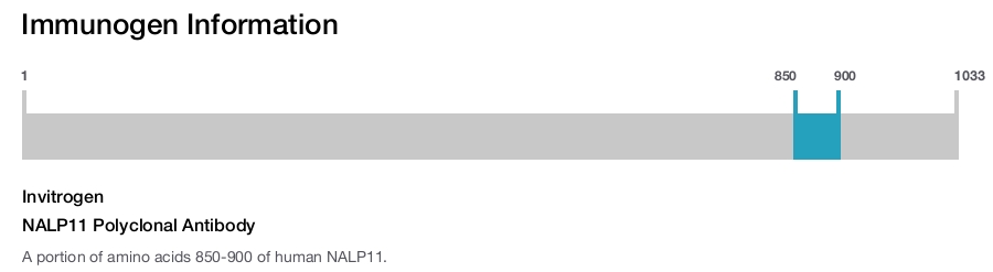 NALP11 Polyclonal Antibody