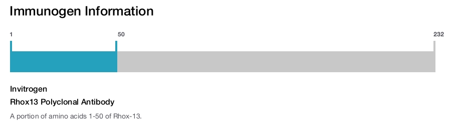 Rhox13 Polyclonal Antibody