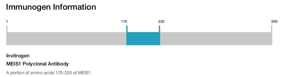 MEIS1 Polyclonal Antibody