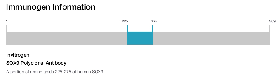 SOX9 Polyclonal Antibody