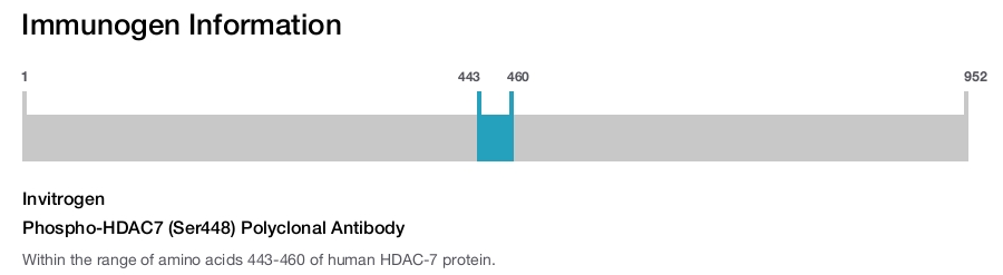 Phospho-HDAC7 (Ser448) Polyclonal Antibody