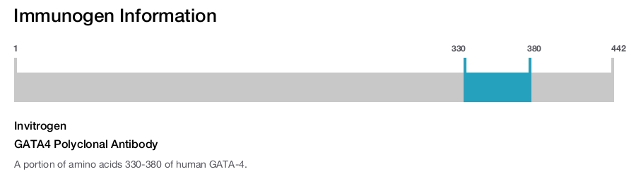 GATA4 Polyclonal Antibody