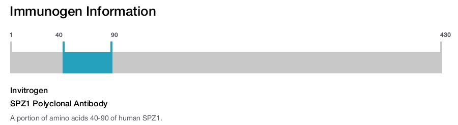 SPZ1 Polyclonal Antibody