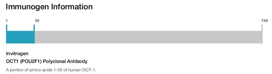 OCT1 (POU2F1) Polyclonal Antibody