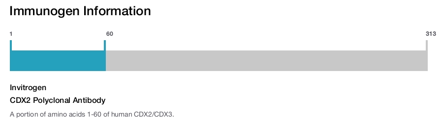 CDX2 Polyclonal Antibody