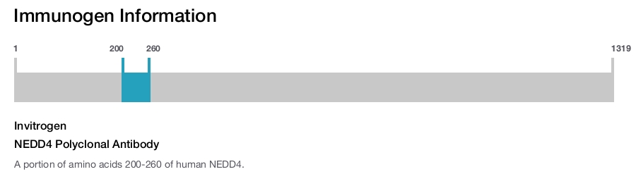 NEDD4 Polyclonal Antibody