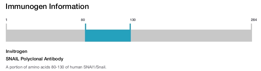 SNAIL Polyclonal Antibody