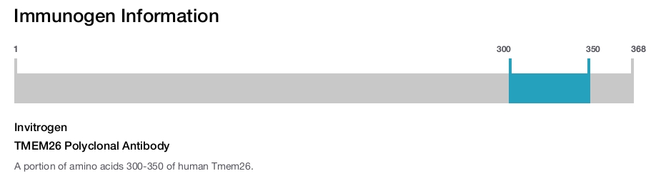TMEM26 Polyclonal Antibody