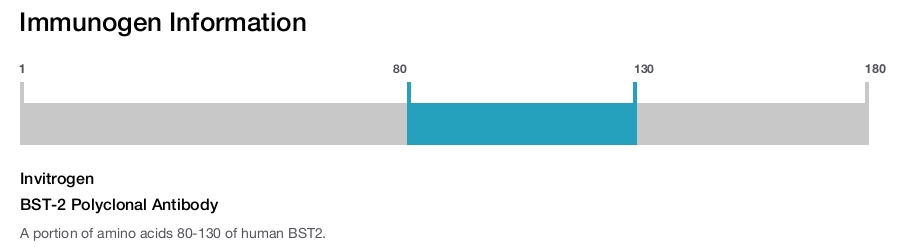 BST-2 Polyclonal Antibody