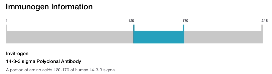 14-3-3 sigma Polyclonal Antibody
