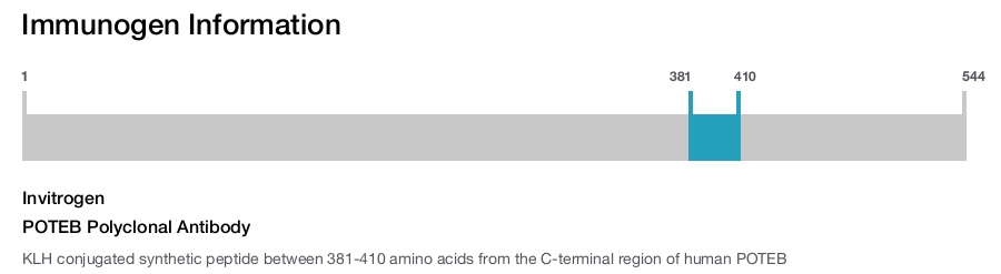 POTEB Polyclonal Antibody