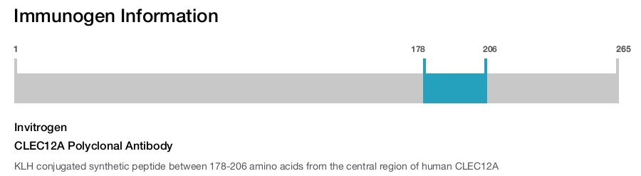 CLEC12A Polyclonal Antibody