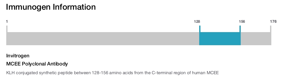 MCEE Polyclonal Antibody