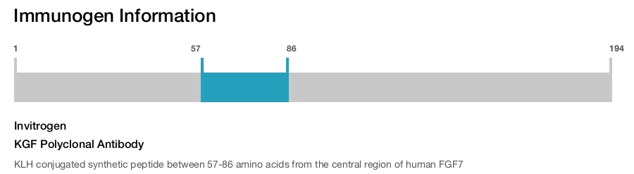 KGF Polyclonal Antibody