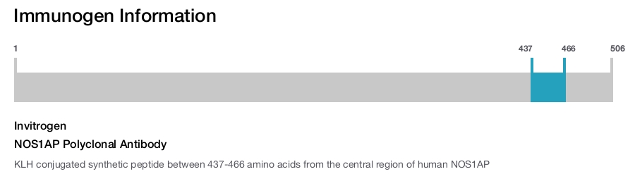 NOS1AP Polyclonal Antibody