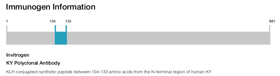 KY Polyclonal Antibody