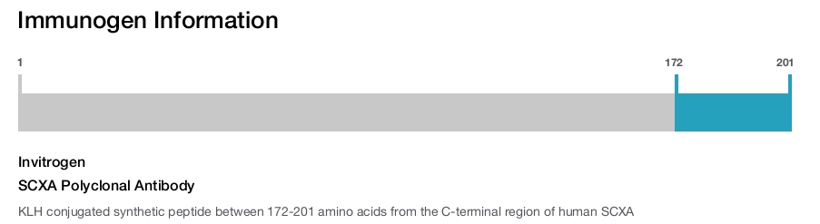 SCXA Polyclonal Antibody