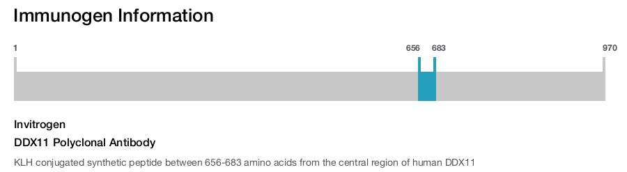 DDX11 Polyclonal Antibody