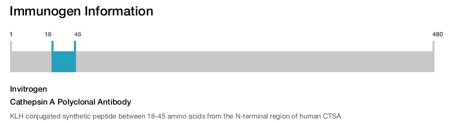 Cathepsin A Polyclonal Antibody