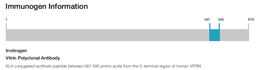 Vitrin Polyclonal Antibody