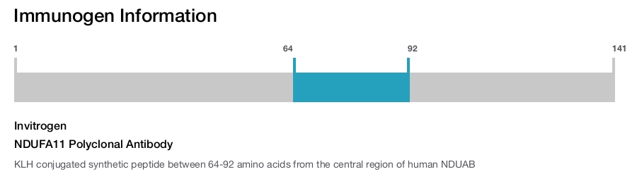 NDUFA11 Polyclonal Antibody