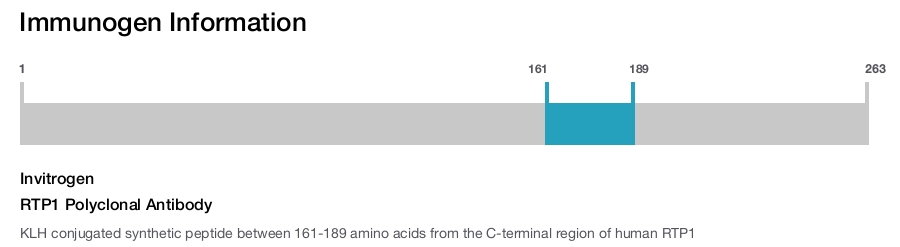 RTP1 Polyclonal Antibody