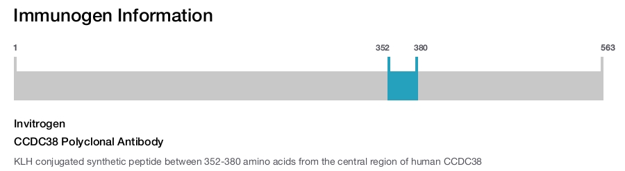 CCDC38 Polyclonal Antibody