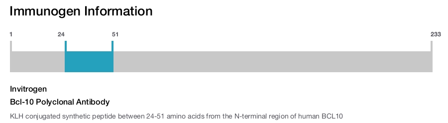 Bcl-10 Polyclonal Antibody