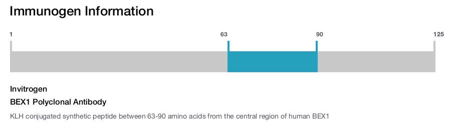 BEX1 Polyclonal Antibody