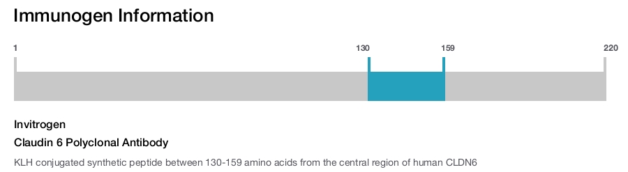 Claudin 6 Polyclonal Antibody