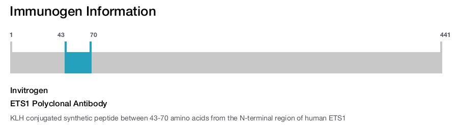 ETS1 Polyclonal Antibody