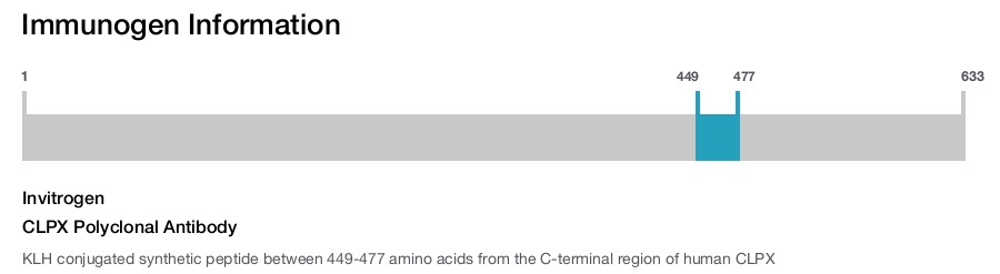 CLPX Polyclonal Antibody