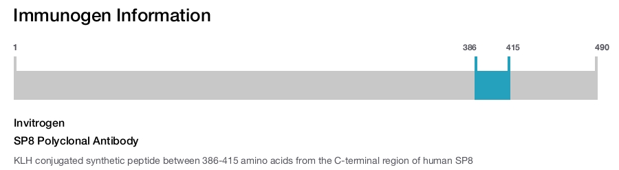 SP8 Polyclonal Antibody