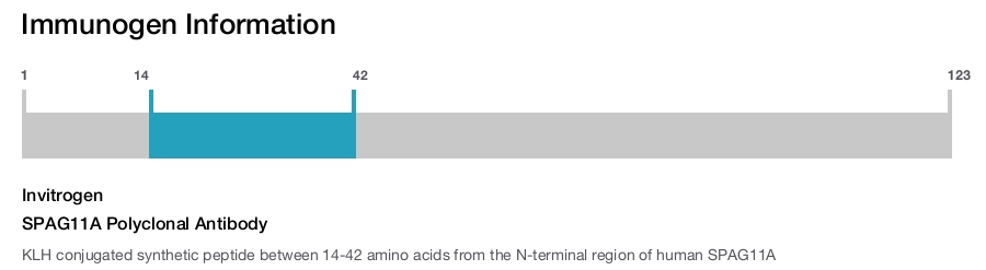 SPAG11A Polyclonal Antibody
