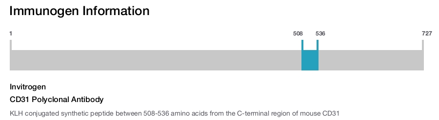 CD31 Polyclonal Antibody