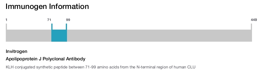 Apolipoprotein J Polyclonal Antibody