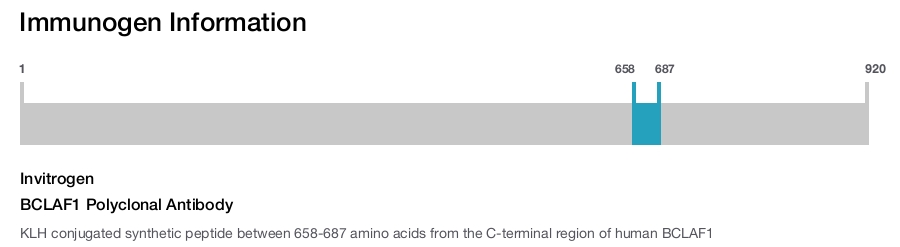 BCLAF1 Polyclonal Antibody