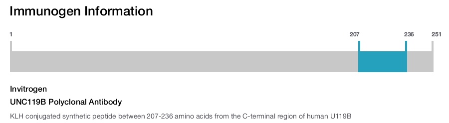 UNC119B Polyclonal Antibody