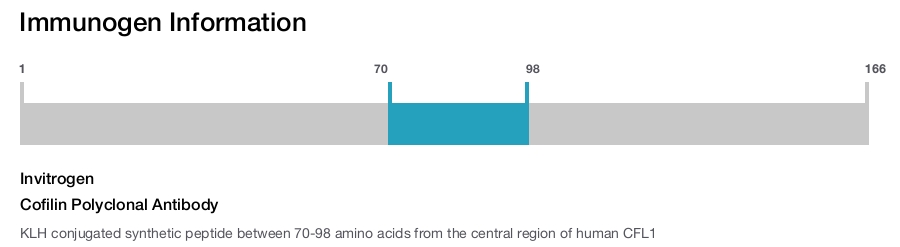 Cofilin Polyclonal Antibody