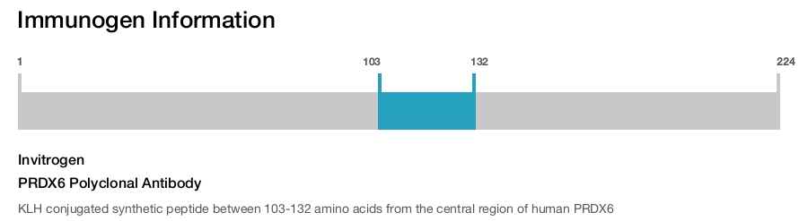 PRDX6 Polyclonal Antibody