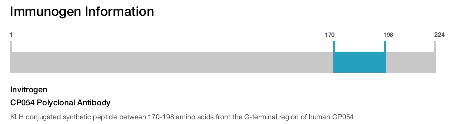 CP054 Polyclonal Antibody