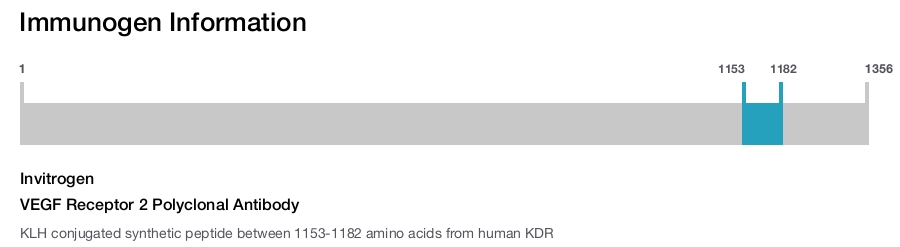 VEGF Receptor 2 Polyclonal Antibody