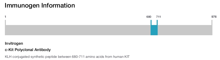 c-Kit Polyclonal Antibody