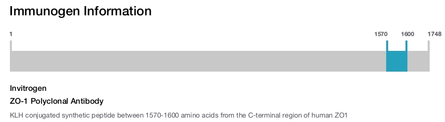ZO-1 Polyclonal Antibody