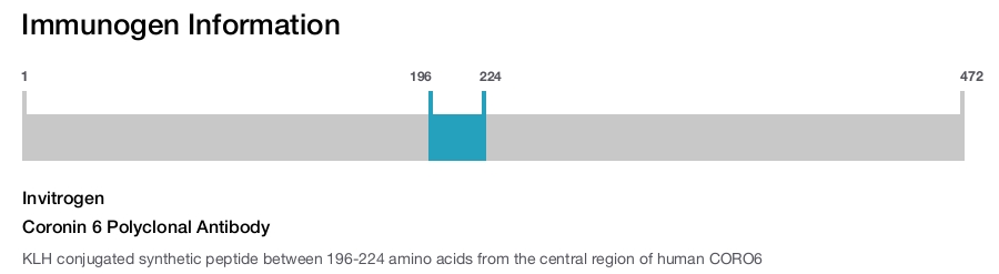 Coronin 6 Polyclonal Antibody