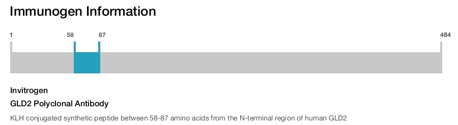 GLD2 Polyclonal Antibody