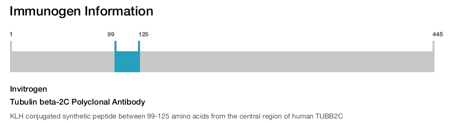 Tubulin beta-2C Polyclonal Antibody