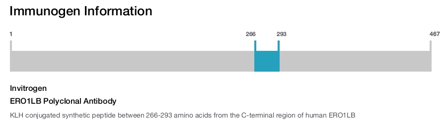 ERO1LB Polyclonal Antibody
