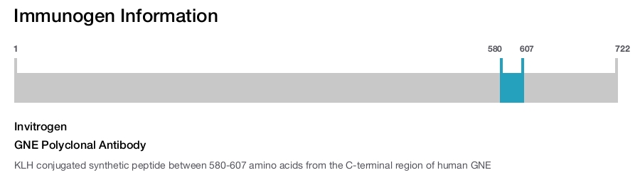 GNE Polyclonal Antibody