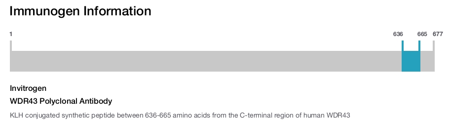 WDR43 Polyclonal Antibody